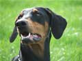 Photo de la dobermann Athena ayant servi de modle pour la composition du portrait animalier